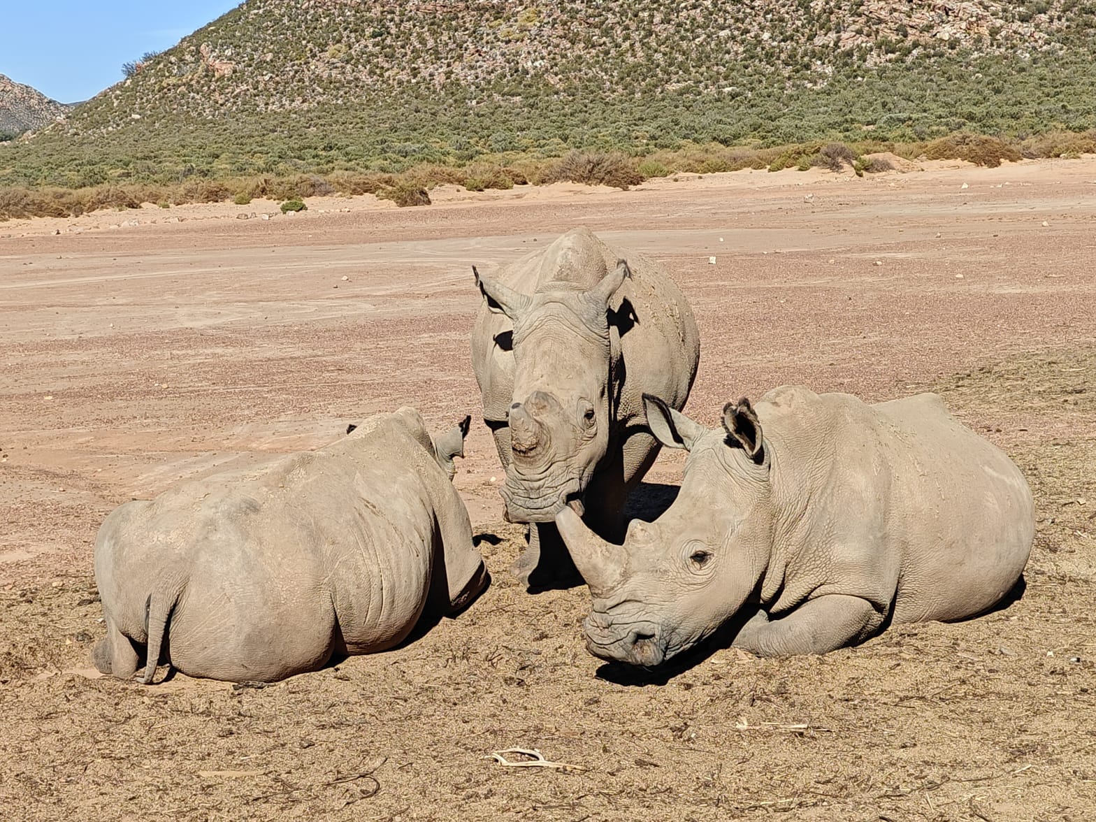 Aquila Game Reserve - Safari 34